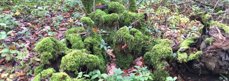 moss and leaves in woodland